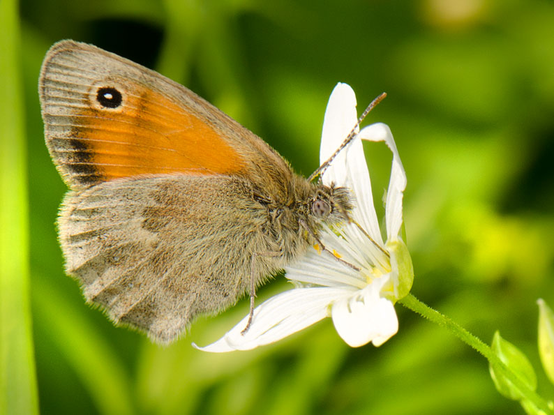 Coenonympha pamphilus