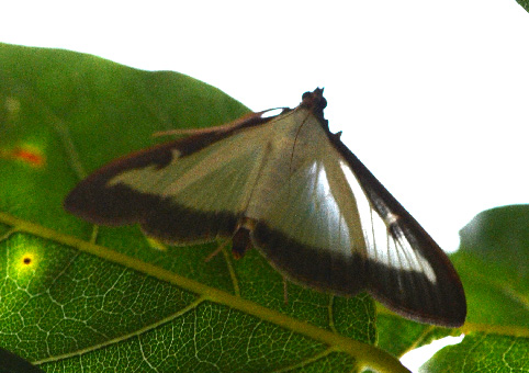 Cydalima perspectalis