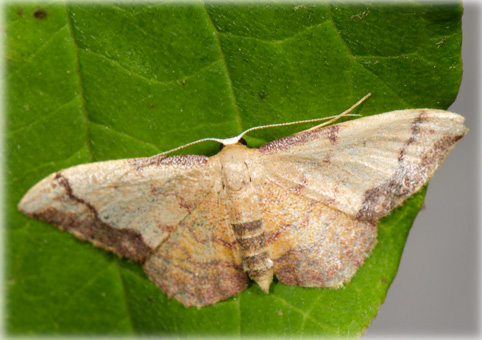 Idaea ostrinaria