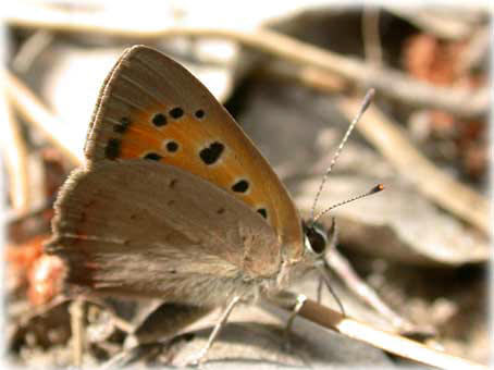 Lycaena phlaeas