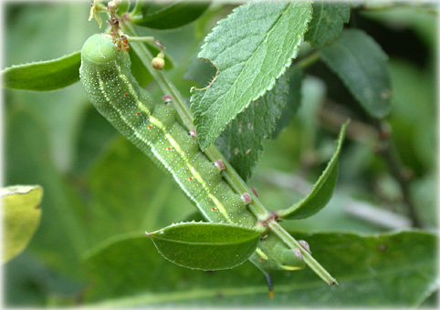 Macroglossum stellatarum