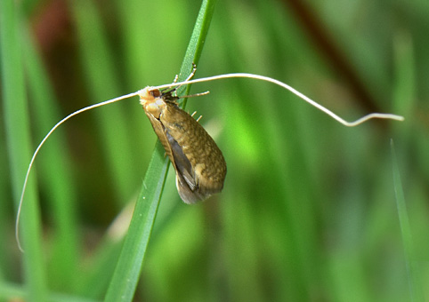 Nematopogon