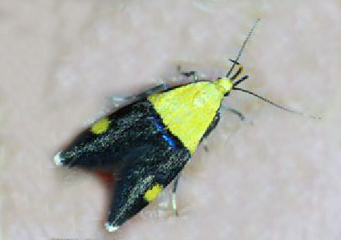 Oecophora bractella