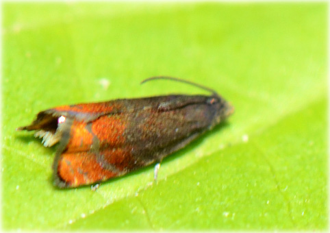 Pammene rhediella