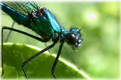 Calopteryx splendens