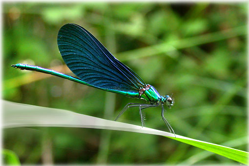 calopteryx