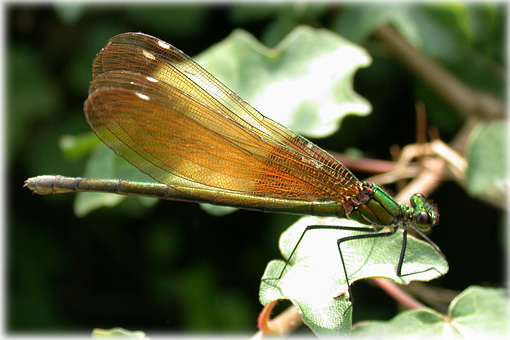 calopteryx