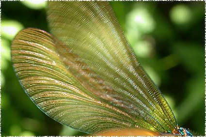 Ailes de Caloptery