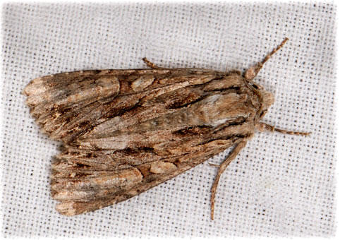 Abromias monoglypha