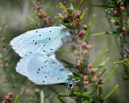 Celastrina argiolus