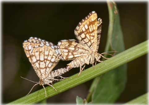 accouplement chiasmia