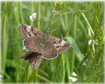 Erynnis tages