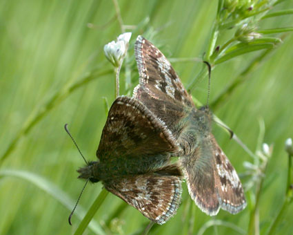 Erynnis tages