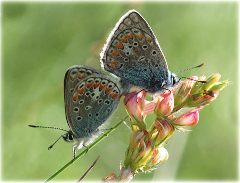 Lysandra Bellargus