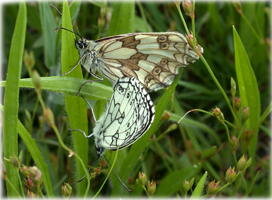 Melanargia galathea