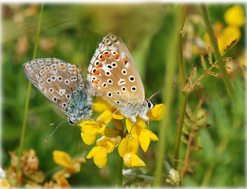 Polyommatus