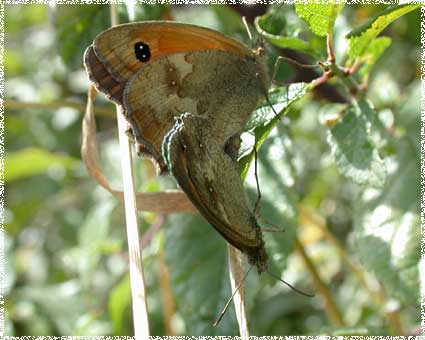 Pyronia tithonus