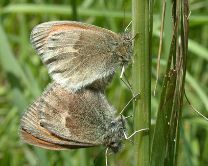 Coenonympha pamphilus