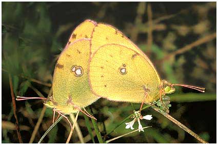 Colias crocea,Souci