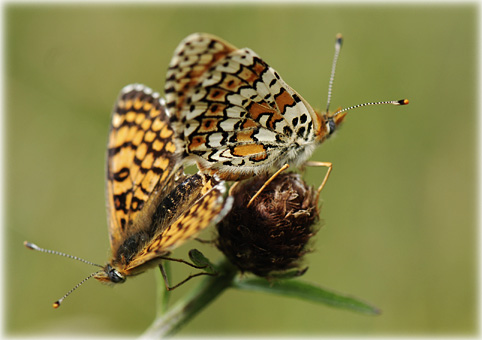  Melitaea cinxia