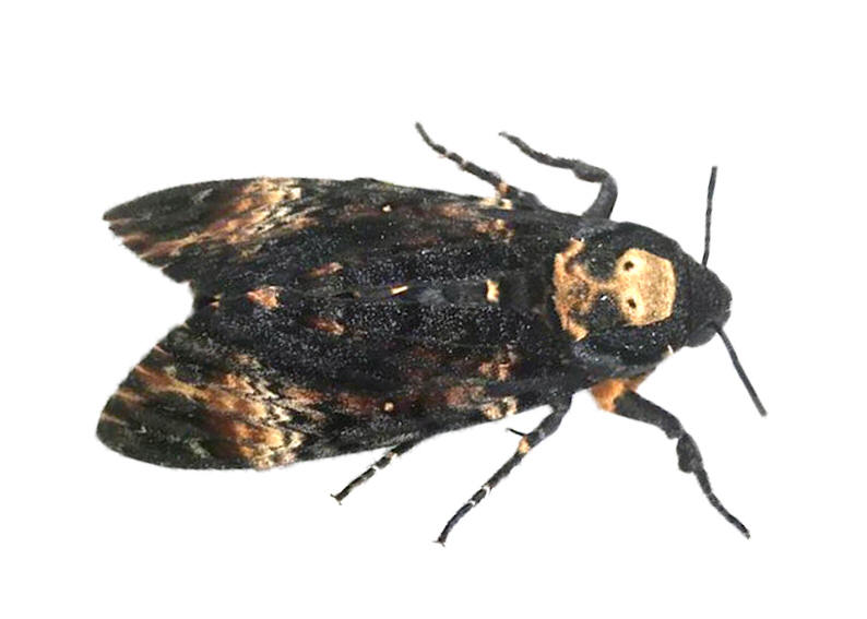 Acherontia atropos