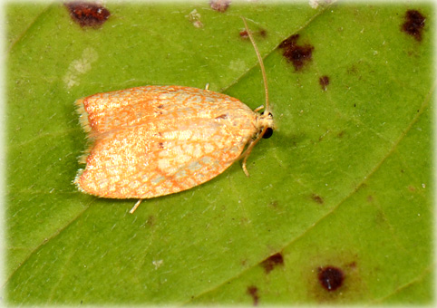 Acleris forsskaelana