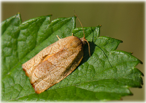 Acleris forsskaelana