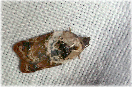 acleris variegana