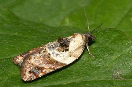 acleris variegana