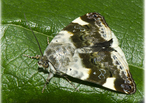 Acontia lucida