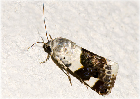 Acontia lucida