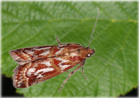 Acrobasis porphyrella