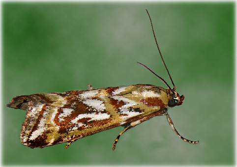 Acrobasis