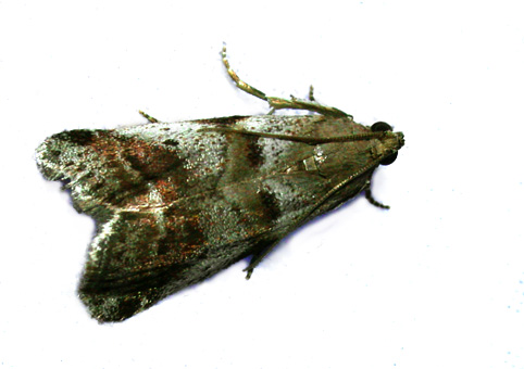 Acrobasis soldalella