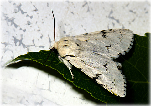 Acronicta leporina