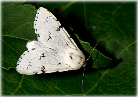 Acronicta leporina