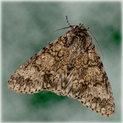 Acronicta megacephala