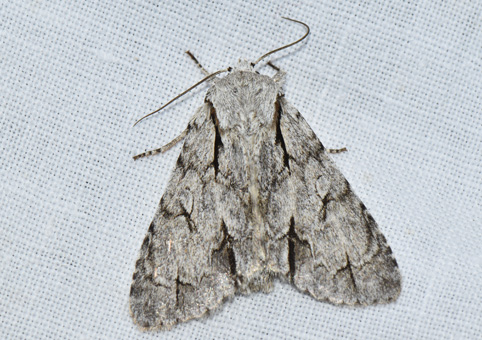 Acronicta