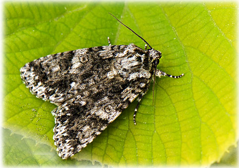 acronicta-rumicis