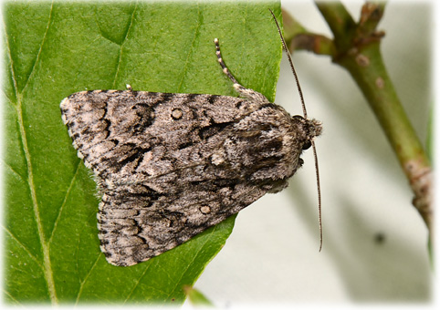 Acronicta auricoma