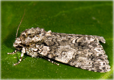 Acronicta rumicis