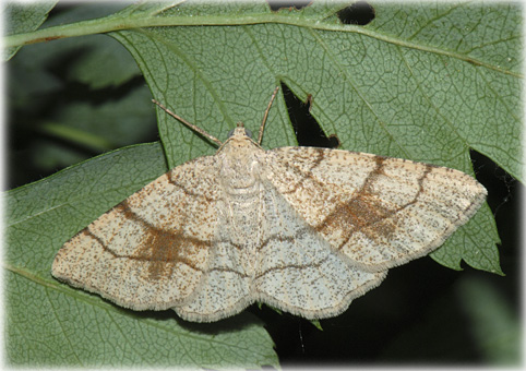 Adactylotis contaminaria