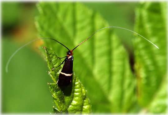 Adela aldrovandella