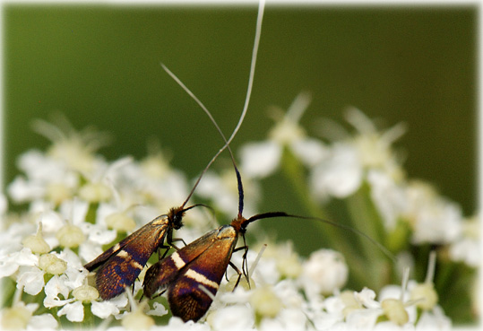 Adela aldrovandella