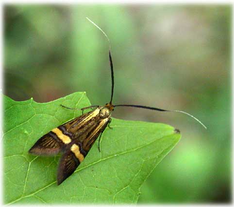 Adela degeerella