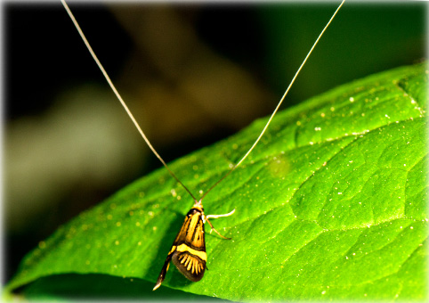 adela-degeerella