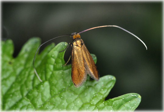 Adela rufimitrella