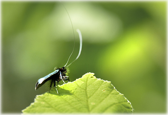 Adela reaumurella