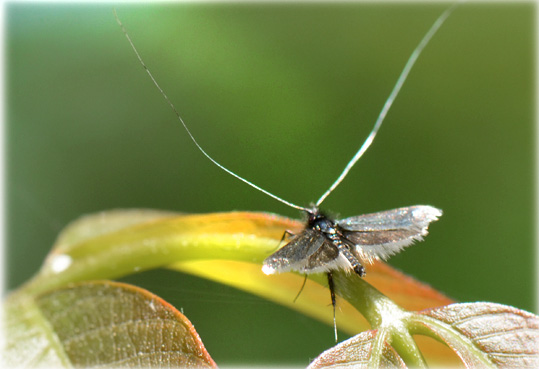 Adela reaumurella