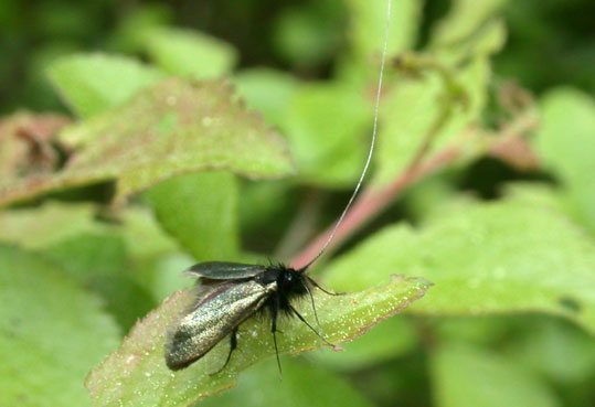 Adela reaumurella